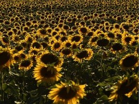 Sunflowers cover the landscape.
