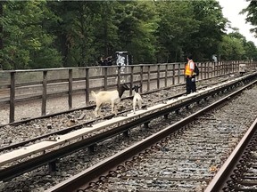 In this Monday, Aug. 20, 2018 photo provided by the New York City Transit, goats stand on the subway tracks in the Brooklyn borough of New York. Jon Stewart has made a home for the two goats found roaming along the tracks. The comedian and his wife own Farm Sanctuary, a shelter in Watkins Glen, N.Y.