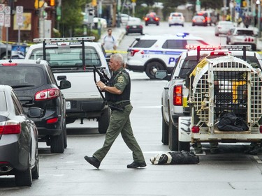 The NCC, Ottawa police and the Ministry of Natural Resources joined forces Thursday September 6, 2018 to tranquillize and remove a bear that was in Ottawa's downtown.