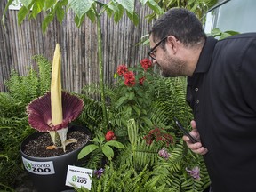 Toronto Zoo patrons look and smell the Corpse Flower that rarely blooms, Friday September 14, 2018.