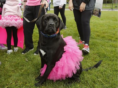 "Rubble" poses for a photo at the Run for The Cure in Ottawa on Sunday, September 30, 2018.