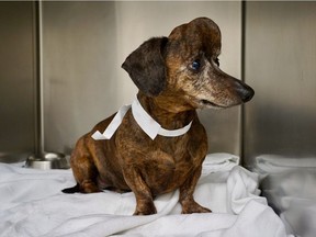 Patches, a nine-year-old dachshund from Willamsport, Pa., is shown before surgery for a brain tumour that eventually grew through the skull. Researchers at an Ontario university have performed what is believed to be the first major dog skull replacement using 3D-printing technology