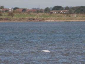 A beluga whale breaches in the river Thames close to Gravesend, east of London on September 26, 2018.