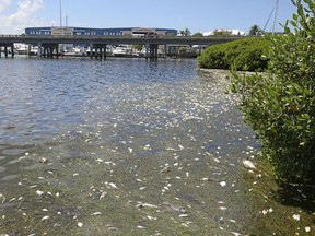Dead fish line the mangroves on Anna Maria Island in Bradenton Beach, Fla., near the Cortez Road bridge on the inter coastal waterway, Monday, Aug. 6, 2018. A bloom of red tide algae has swept in from Naples to Tampa, killing marine life.