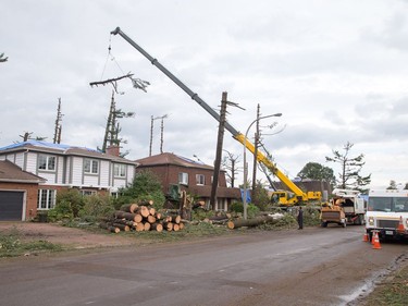 as Arlington Woods continues to be a beehive of activity with arborists, hydro workers and city crews continuing to repair the damage from Friday's tornado.