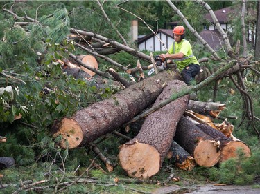 Martin Meloche of Rock Tree Service cuts up pine trees as Arlington Woods continues to be a beehive of activity with arborists, hydro workers and city crews continuing to repair the damage from Friday's tornado.