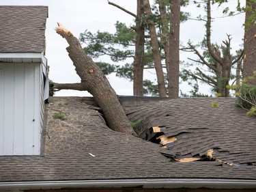 A tree pokes through the roof of a house on Parkland Cres on Sunday morning.