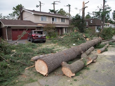 Majestic pines lay along riverbrook Rd on Sunday morning as residents in Ottawa's Arlington Woods neighbourhood deal with the aftermath of the twister that touched down on Friday afternoon.