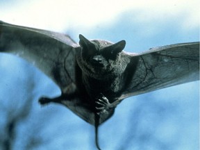 Two bats have tested positive for rabies in Eastern Ontario