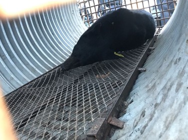 A bear in Ottawa's ByWard market was tranquillized and removed from a tree by officials.