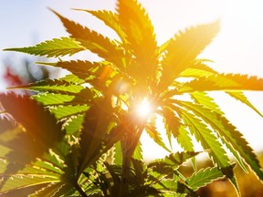 A cannabis plant  in summer light.