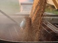 A grain truck filled with hard red spring wheat is unloaded near Winkler, Manitoba.