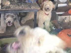 Screen capture of a video showing a number of dogs locked in a shed near Beachburg, about 120 km west of Ottawa.