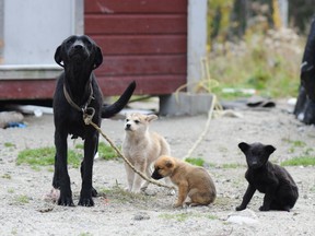 A few of the street dogs at the Obedjiwan First Nation in northern Quebec.