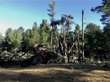 A view of one of many massive trees down in White Lake on Bayview Lodge Road.