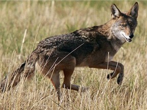 A file photo of a coyote.