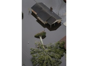 A downed tree uprooted by Hurricane Florence lies next to homes in New Bern, N.C., Saturday, Sept. 15, 2018.