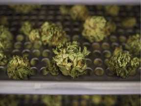 After announcing plans to sell recreational cannabis in private stores, the Ontario government said it was still working out how strict regulations governing the new system would be enforced. Cannabis buds lay along a drying rack at the CannTrust Niagara Greenhouse Facility in Fenwick, Ont., on June 26.