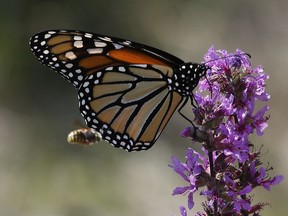 A hornet flies beside a butterfly near a park on O'Connor Street. Ottawans shouldn't take their urban slices of nature for granted.