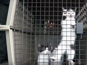 Cats from northern Quebec First Nation arrive in Ottawa seeking forever homes.
Screen capture 
humane society video of northern pets arriving 
for placement in 'forever homes'.