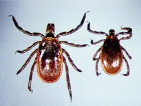 Black-legged ticks can carry the bacterium which causes Lyme disease. Experts recommend checking your body thoroughly after being outdoors, especially in areas of forest, long grass and leaf-covered ground. Postmedia Network photo ORG XMIT: POS1703271330167537 ORG XMIT: POS1707241612474142