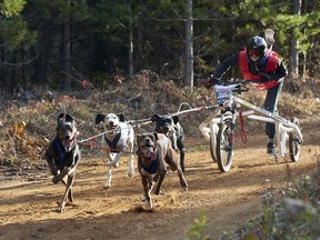 Timberland Tours Dog Sled Adventures will host the 2018 Bristol Dryland World Cup Dog Race Oct. 26-28 in Bristol, Que., a 45-minute drive up Highway 148 from Ottawa. Parking and admission to the event is free for spectators