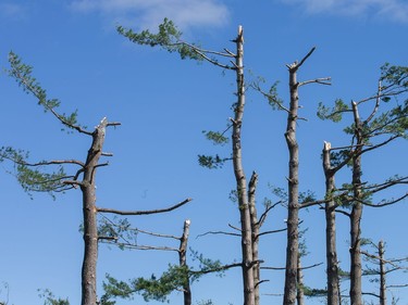 The Arlington Woods neighbourhood suffered heavy damage on Saturday morning as residents in Ottawa's west end deal with the aftermath of the twister that touched down on Friday afternoon.