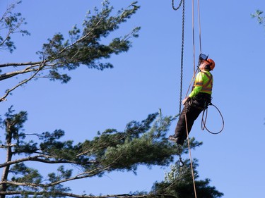 Doug Fisher of Fisher Tree Service prepares to remove downed trees on Parkland Cres as the region continues to deal with the after effects of the tornados that struck the region on Friday.