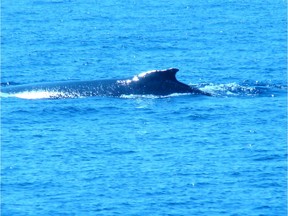This Jan. 1, 2012 photo shows a humpback whale in the Pacific Ocean off the coast of Kahului, Maui, Hawaii.