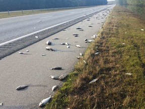 This Saturday, Sept. 22, 2018, photo provided by the North Carolina Department of Transportation shows fish left on Interstate 40 in Pender County in eastern North Carolina after floodwaters receded.