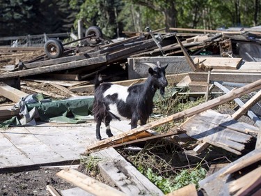 A goat stands among the rubble of a barn at Christine Earle's farm, which was damaged by a tornado, in Dunrobin, Ont., west of Ottawa, on Saturday, Sept. 22, 2018. The storm tore roofs off of homes, overturned cars and felled power lines in the Ottawa community of Dunrobin and in Gatineau, Que.