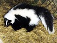A skunk was struck and killed by an incoming jet at Ottawa airport Thursday night.