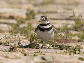 The Bluesfest killdeer guards its eggs at the original nest site, before it was moved to a safer location. All four eggs hatched, although one chick was killed shortly after hatching.