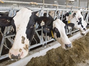 Dairy cows are seen at a farm Friday, August 31, 2018 in Sainte-Marie-Madelaine Quebec.