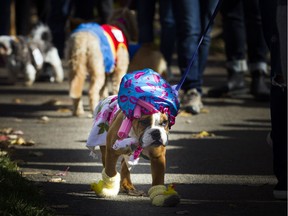 This poor doggo didn't seem thrilled with the costume featuring hair curlers, a housecoat and duckie slippers at the Ottawa Halloween Dog Parade in Hintonburg park Saturday October 20, 2018.