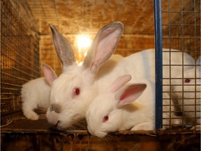 The Ottawa Humane Society says it has 20 rabbits waiting for homes, a third with foster volunteers.