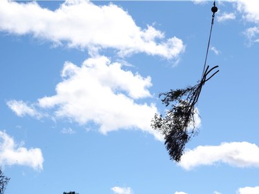 October 12, 2018:  Crews remove trees from the Arlington Woods area in Ottawa due to the damage caused by the tornado,