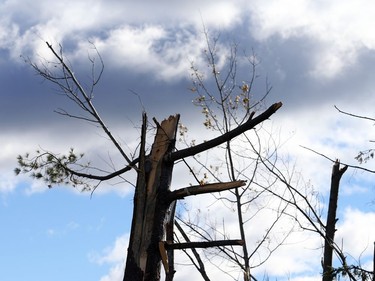 October 12, 2018: Damaged tree in Dunrobin near Ottawa due to the damage caused by the tornado,
