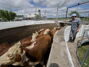 Cows are herded to the slaughterhouse of the Frigorifico San Jacinto, one of the most important Uruguayan meat processing plants, in San Jacinto, Canelones on October 31, 2012.