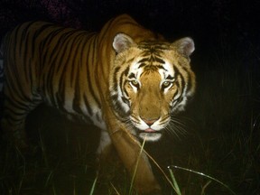 In this handout photograph received from the Department of National Parks and Wildlife Conservation on July 29, 2013 and taken on March 1, 2013 a Royal Bengal tiger walks in Bardiya National Park in southern Nepal.