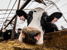 Canada’s supply managed dairy market was arguably the most fractious topic in the troubled 14 months of trade negotiations.