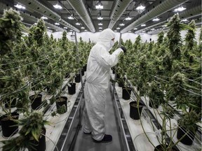 In this file photo taken on December 05, 2016 an employee is seen in the flowering room at Tweed INC. in Smith Falls, Ontario.