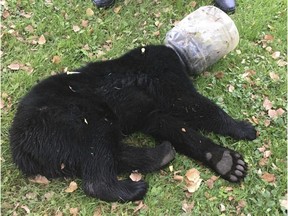 In a photo provided by the Maryland Department of Natural Resources, a tranquilized bear cub lies with a bucket stuck on its head in McHenry, Md.  Maryland Department of Natural Resources via AP