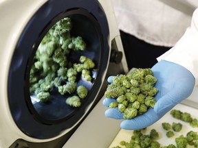 In this Sept. 25, 2018 photo, Devin Melnyk, a long-time marijuana grower and a consultant with Pure Sunfarms, holds trimmed marijuana as it comes out of a high-volume cannabis trimming machine at a massive tomato greenhouse being renovated to grow pot in Delta, British Columbia. On Oct. 17, Canada will become the second and largest country with a legal national marijuana marketplace.