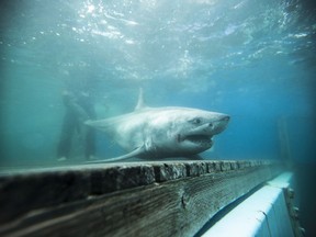 A white shark found in Canadian waters is shown off the coast of Nova Scotia in this recent handout photo. American research team Ocearch visited Nova Scotia this fall on a hunch: Could the movements of great white sharks Hilton and Lydia suggest an undiscovered mating site for the mysterious predators off Canada's Atlantic coast? The team hoped to capture and tag one shark. Instead, they saw more than 10, collected samples from seven and tagged six sharks, a first for the team in Canadian waters.