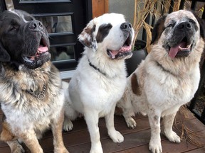 Goliath, Gasket and Gunther, three St. Bernard dogs, are shown in their new Calgary home in this undated handout photo. Three adult St. Bernards that couldn't be separated because they're best buddies have found a new home.The Edmonton Humane Society says Goliath, Gunther and Gasket are settling in with their new family in Calgary.The society put out a call last week for someone up to the challenge of handling the three adult dogs and their $300-a-month food bill.The animal agency said the gentle giants were incredibly bonded with each other and would get highly anxious when separated.