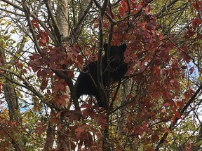 Bear cub keep MRC des Collines police station under surveillance.