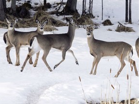 Chronic deer wasting disease symposium.