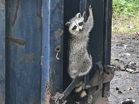 Ottawa Bylaw tweeted this photo of a raccoon that they rescued over the weekend.