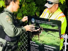 National Capital Commission workers post coyote warning signs at McCarthy Woods Wednesday morning.